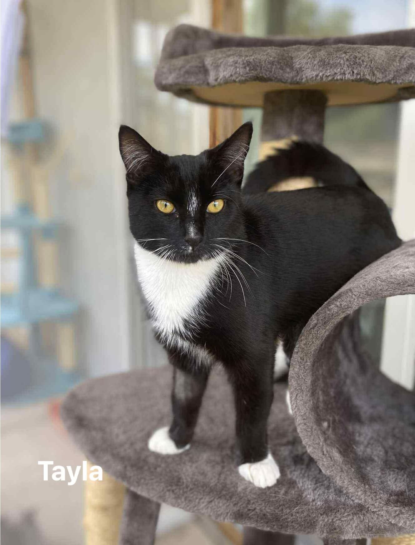 Tayla Tayla